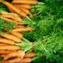 Carrots from farm