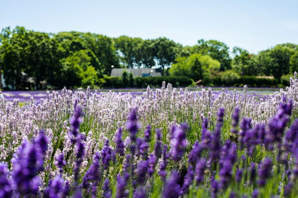 A field of lavender.