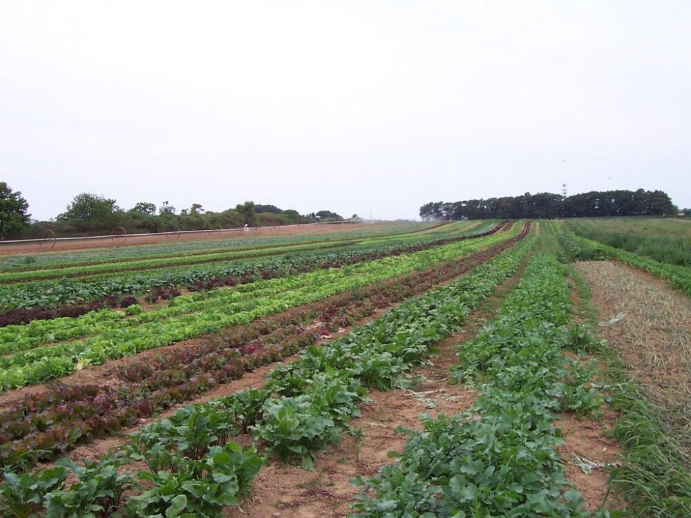farm fields