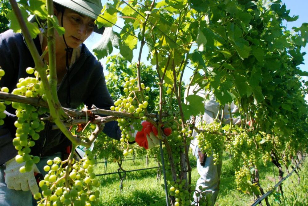 A woman picking grapes.