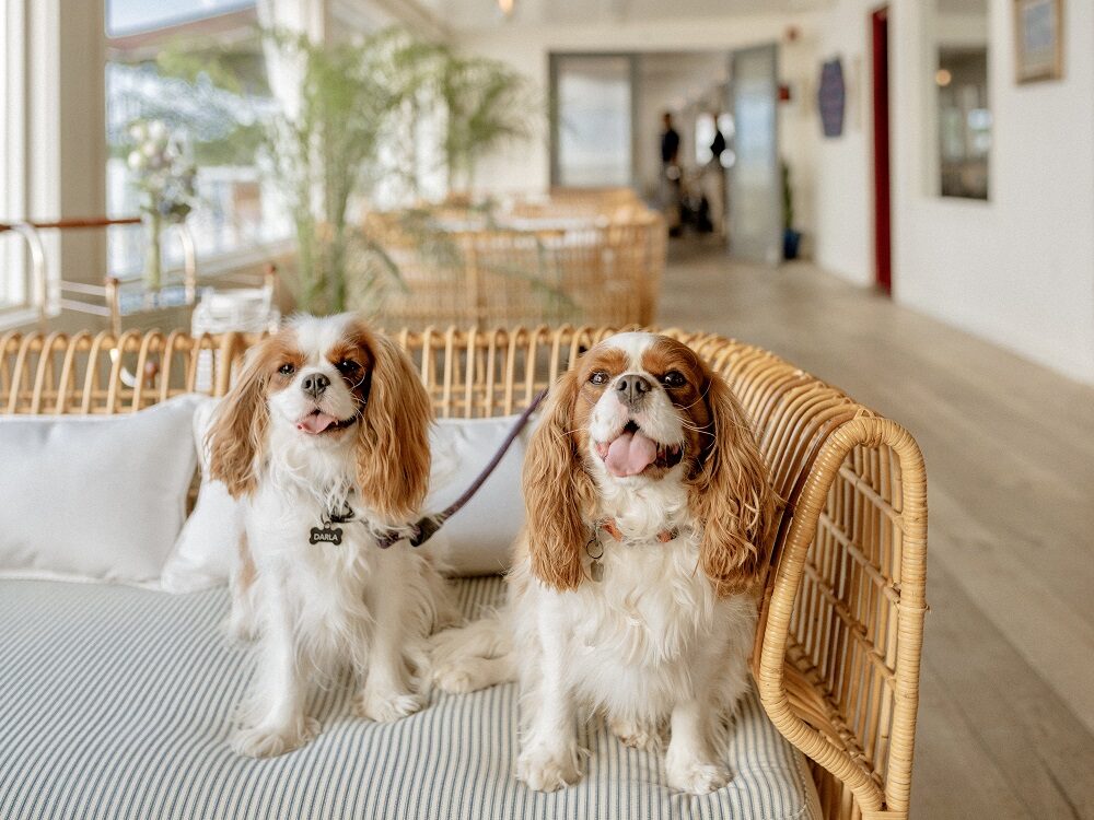 pet friendly dogs in hotel lobby