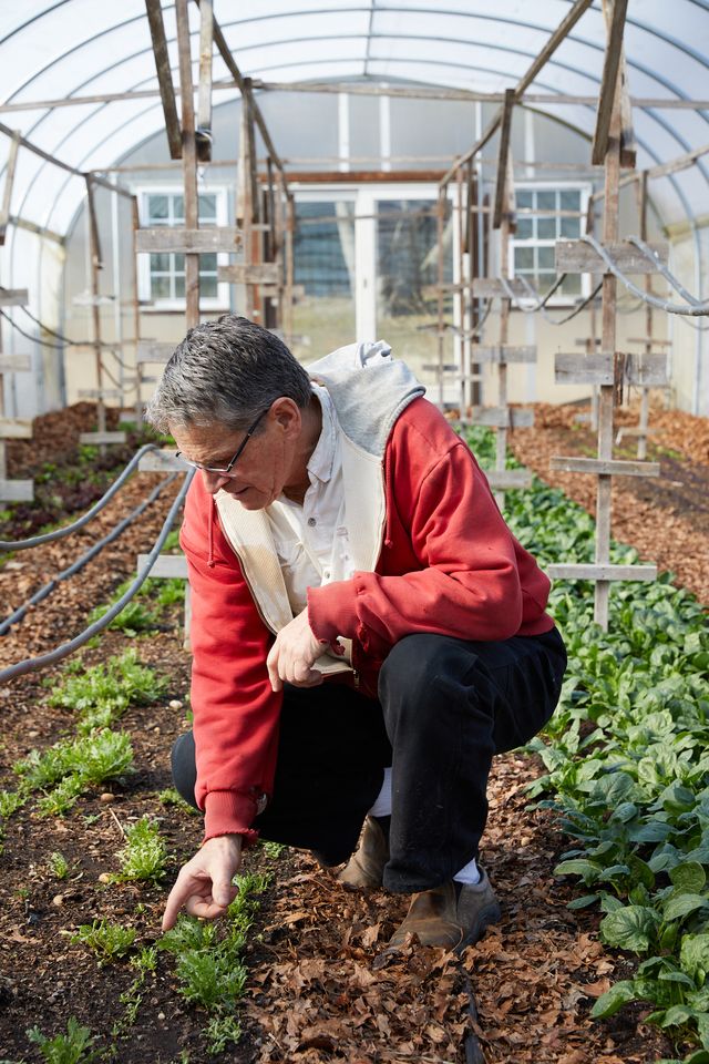 man in green house with vegetables