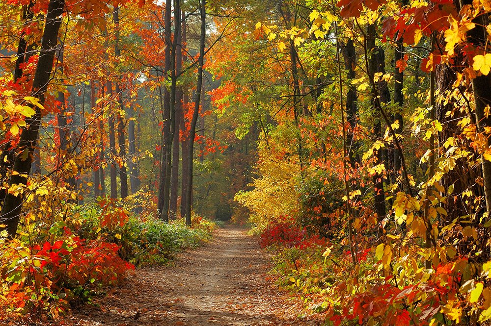 Fall on Long Island