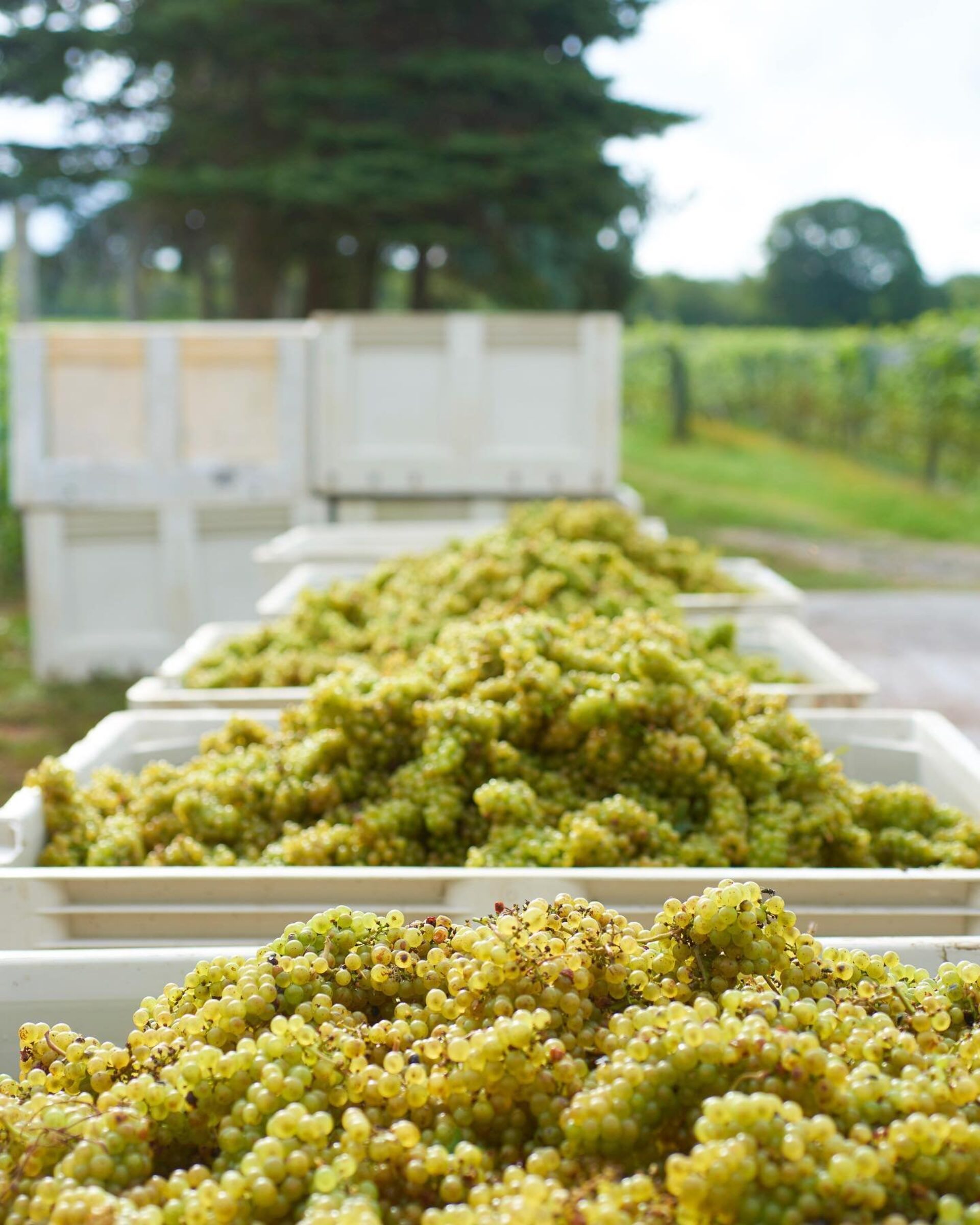 Bins of grapes from a vineyard.