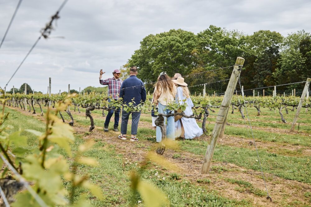 People walking around a vineyard in Greenport.