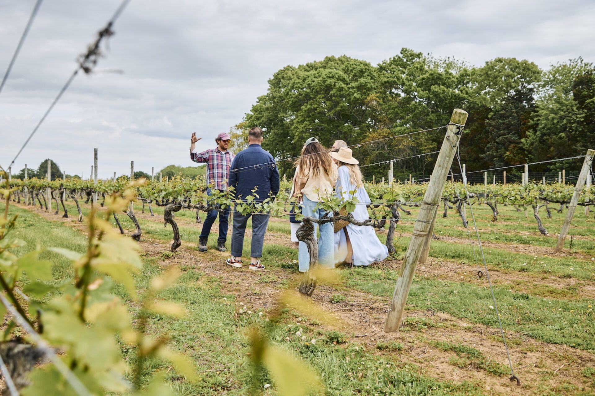 People walking around a vineyard in Greenport.