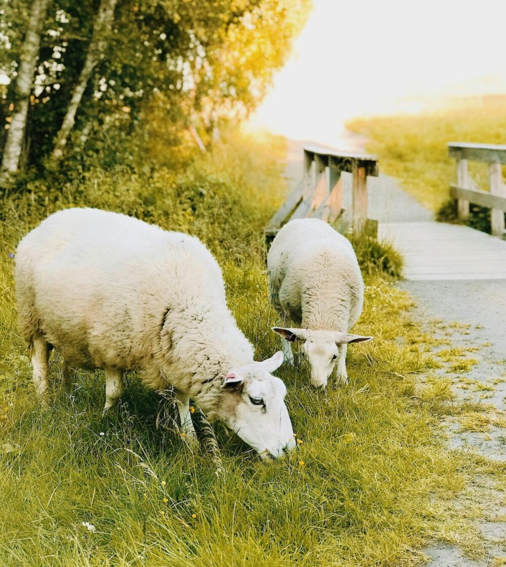 Two sheep grazing.