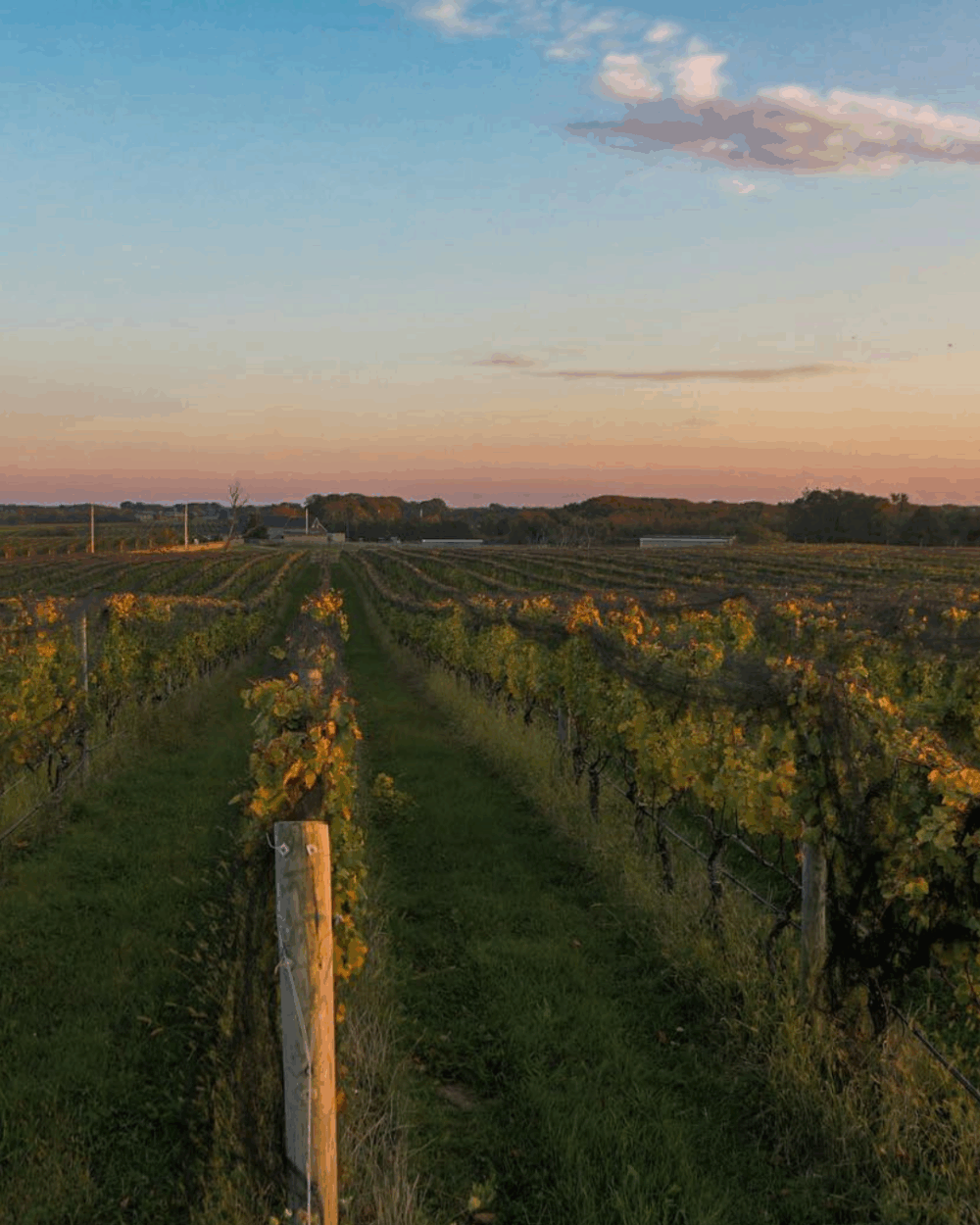 vineyard at sunset