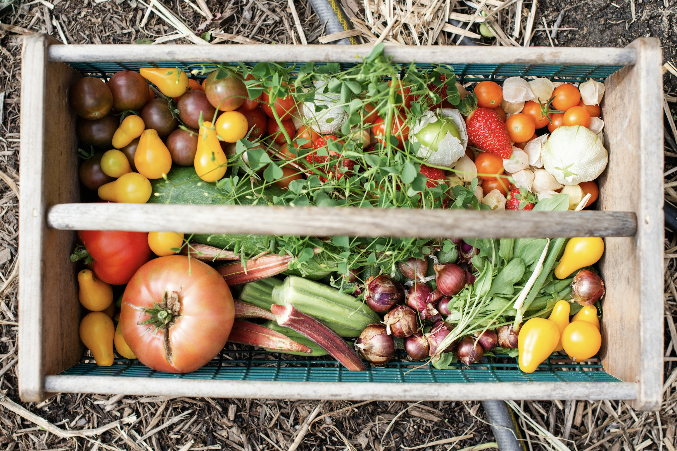 A basket of fruit and vegetables at the farm