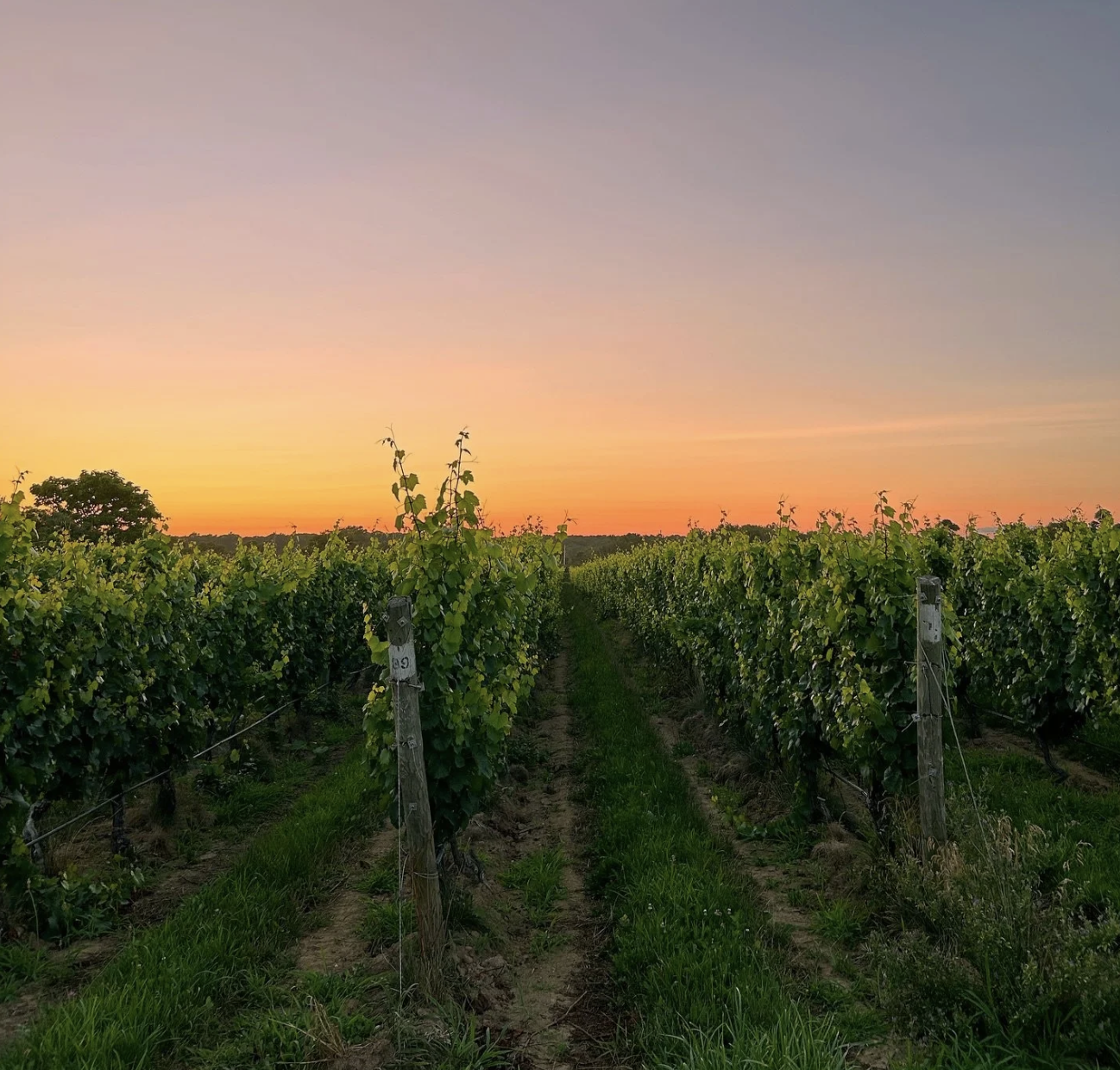 Mattebella Vineyards & KK's Farm Harvest Wine Dinner